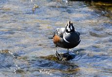 Kragenente (2 von 3).jpg